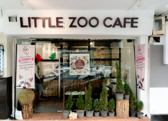 Unique Cafe With a Fennec Fox In Bangkok