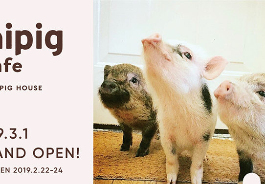 First Piglet Cafe In The World Can Be Found In Japan !